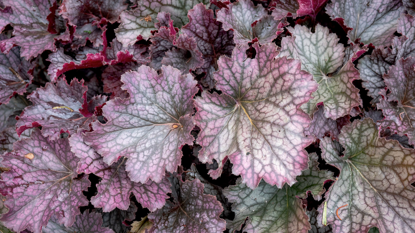 ChicagoBotanicGardenImage