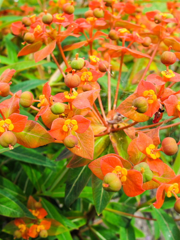 Griffith's spurge (E. griffithii 'Fireglow')