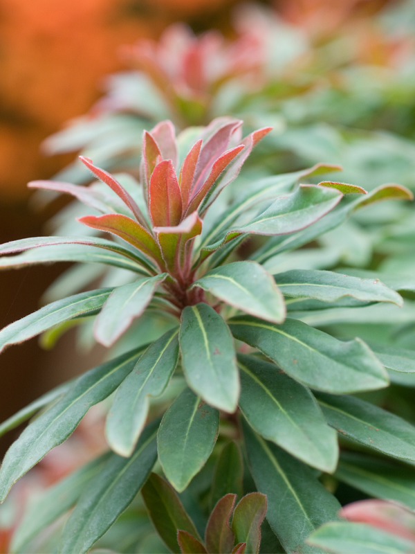 Wood spurge