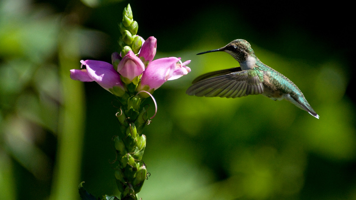 ChicagoBotanicGardenImage