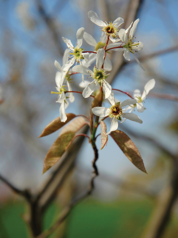 Apple Serviceberry