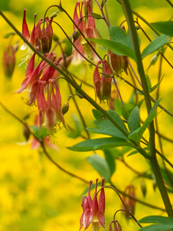 columbine (Aquilegia canadensis) 