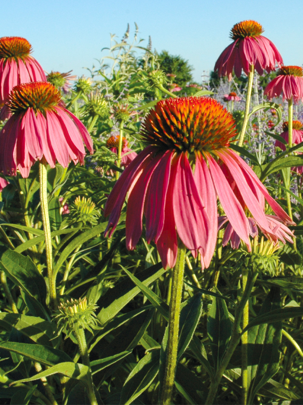 echinacea in the prairie
