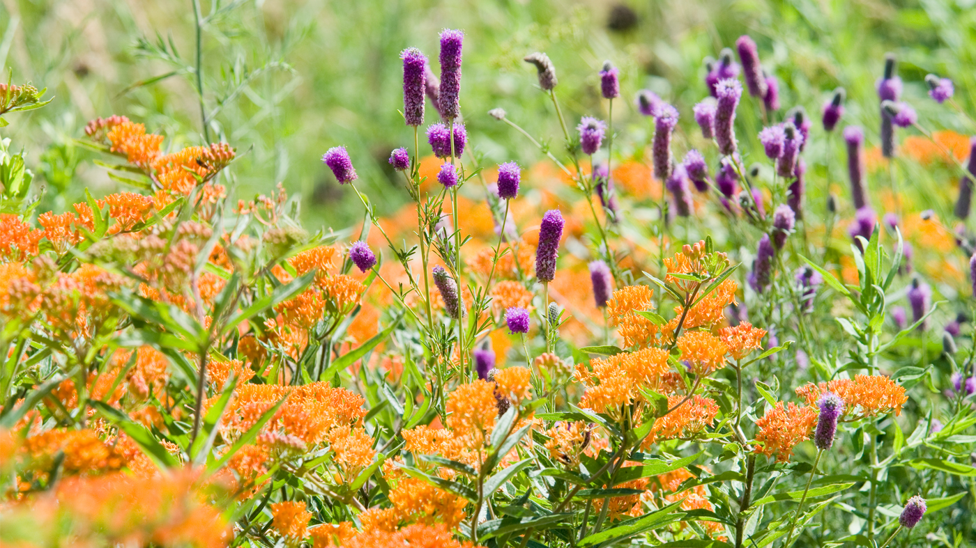 prairie