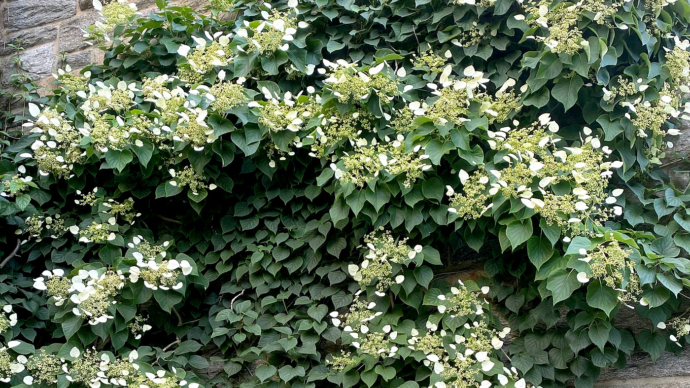 ChicagoBotanicGardenImage