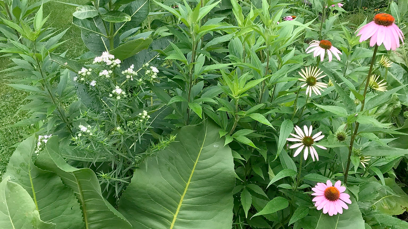 ChicagoBotanicGardenImage