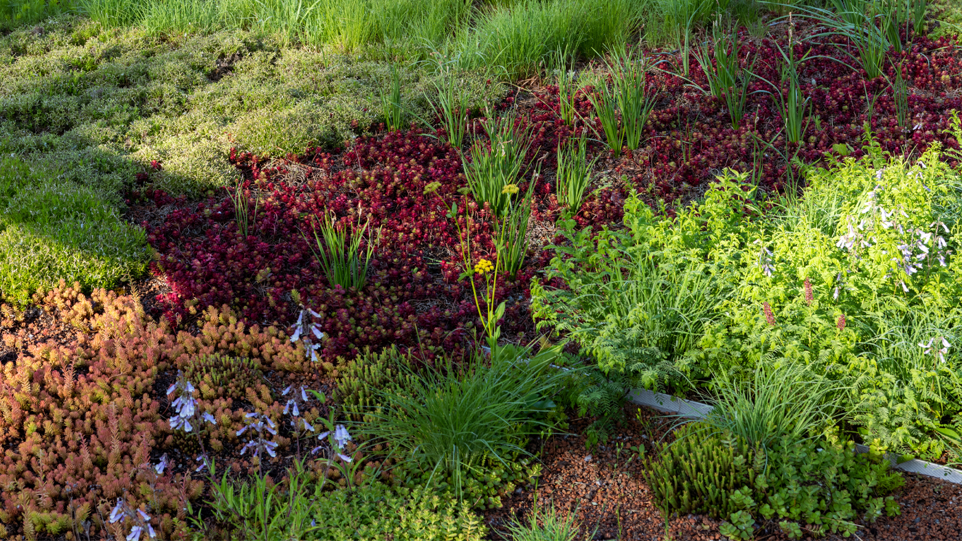 roof top garden