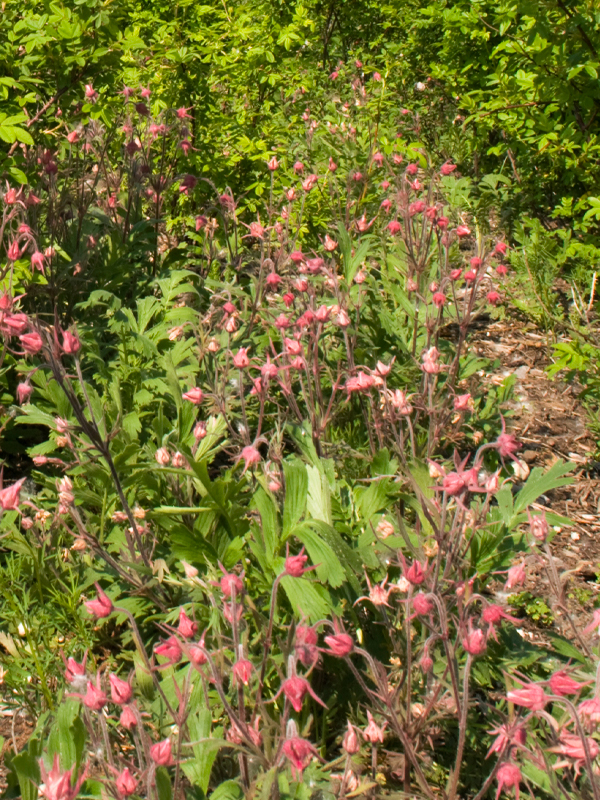 rain garden