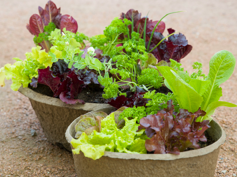 container edible