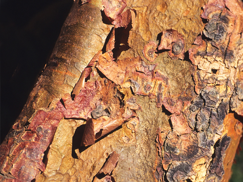 Maple bark