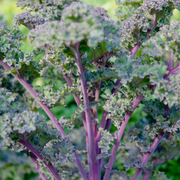 PHOTO: Redbor kale