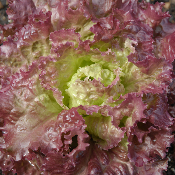 PHOTO: Lettuce