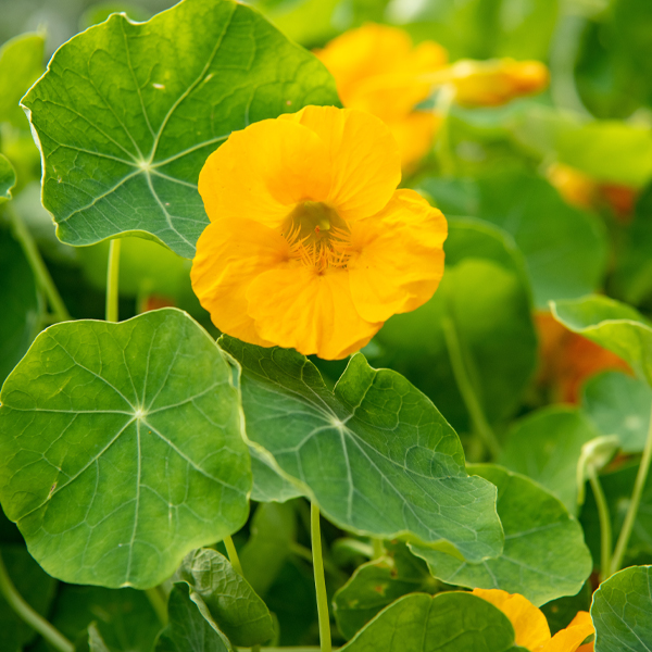 PHOTO: Nasturtium