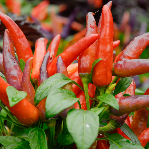 PHOTO: Hot peppers