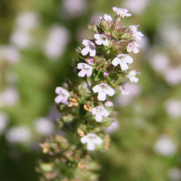 PHOTO: Thyme