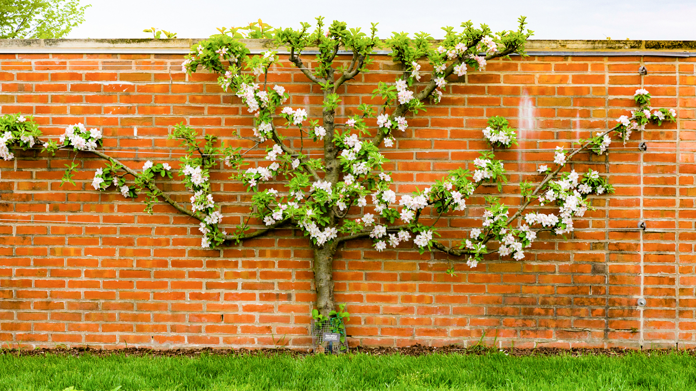 espaliered apple tree