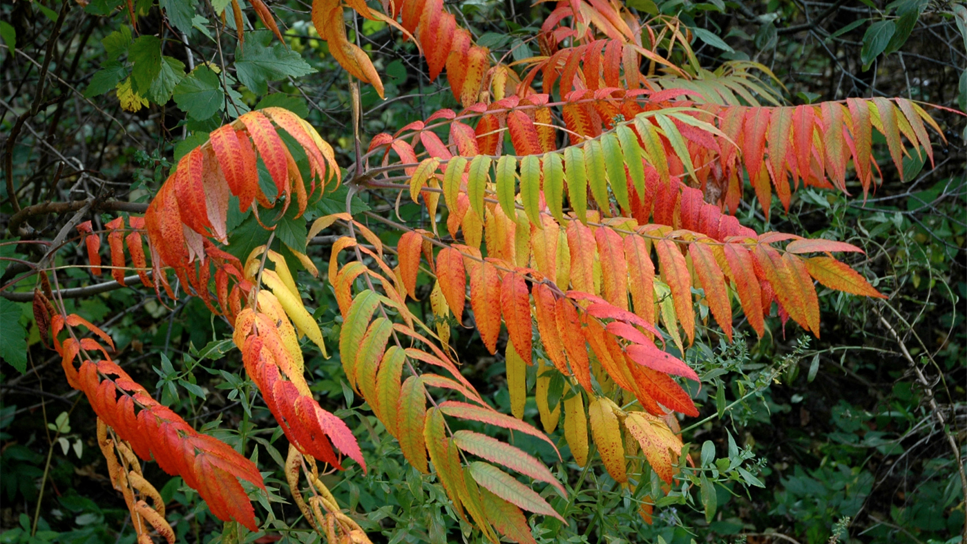 sumac