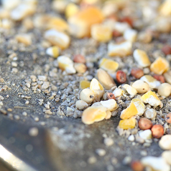 bird seed