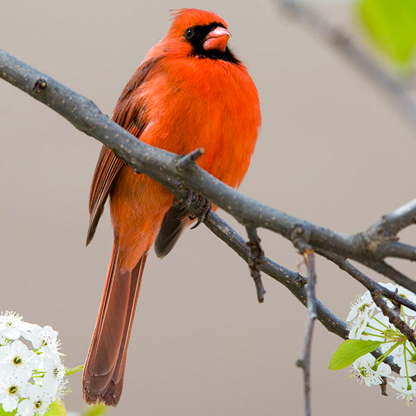 cardinal