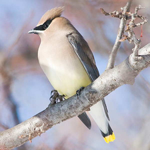 cedar waxwing