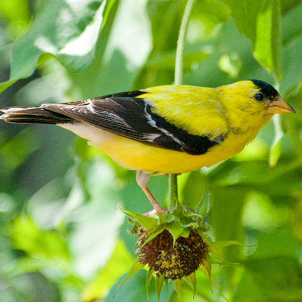 goldfinch
