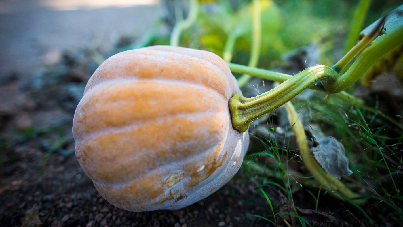 frost on pumpkin