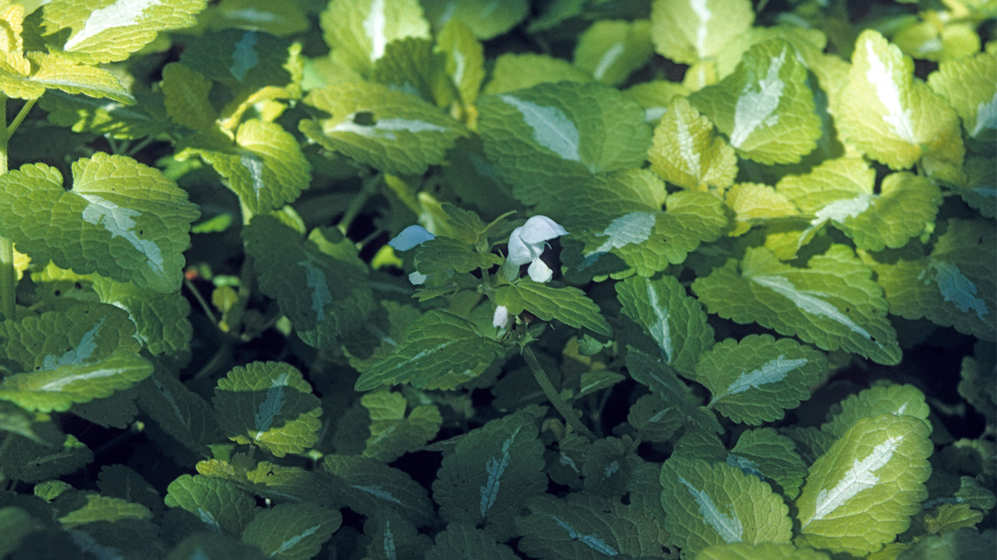 Lamium