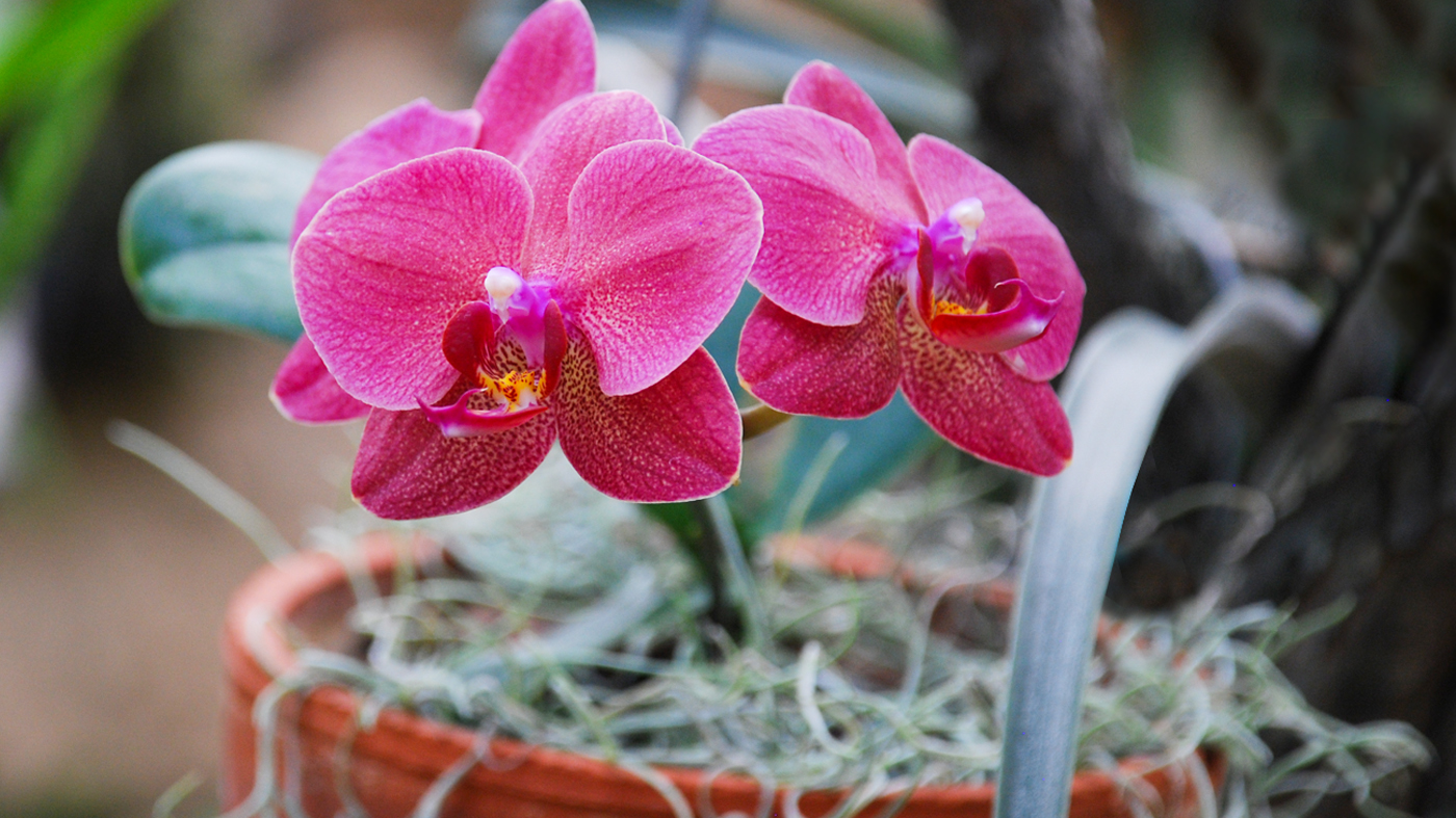 orchid in a pot