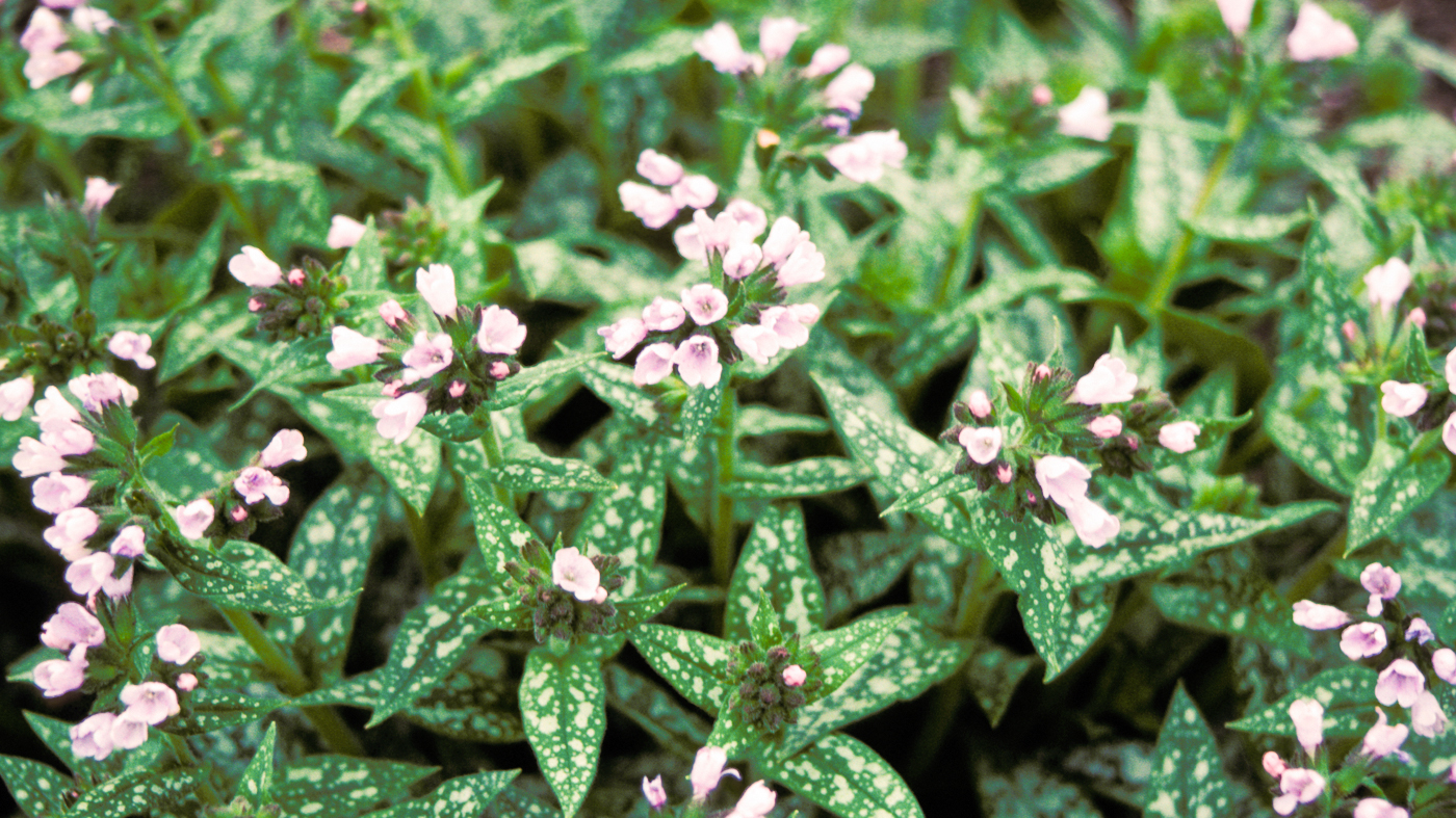 Pulmonaria