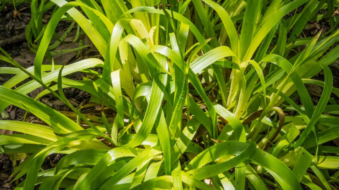 sedge