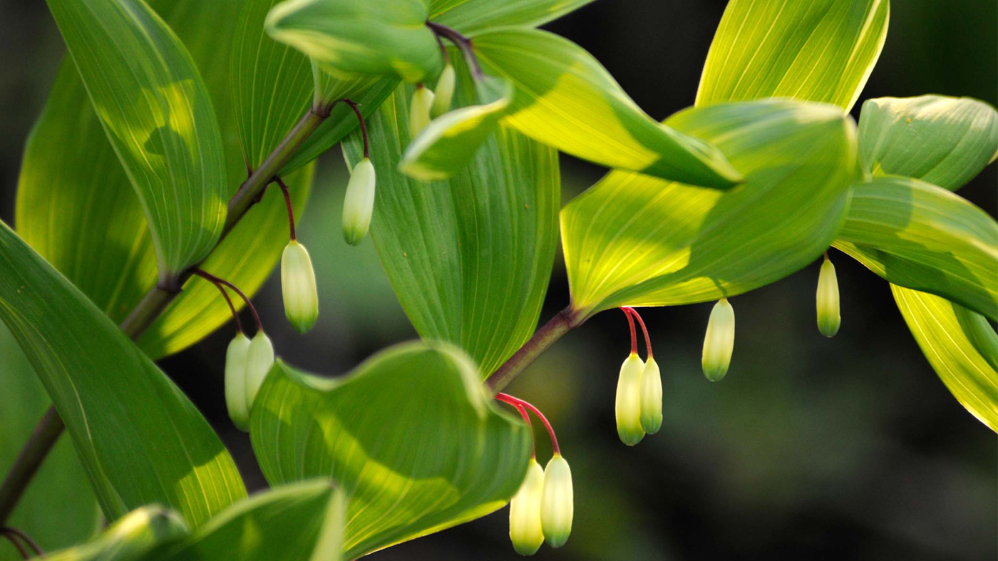 Solomon's seal