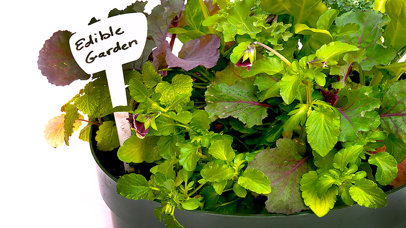 Therapeutic Horticulture Workshops