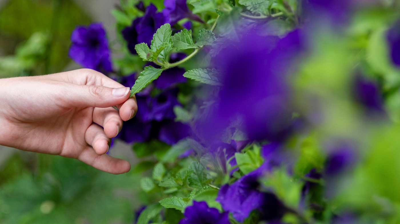 Therapeutic Horticulture Workshops