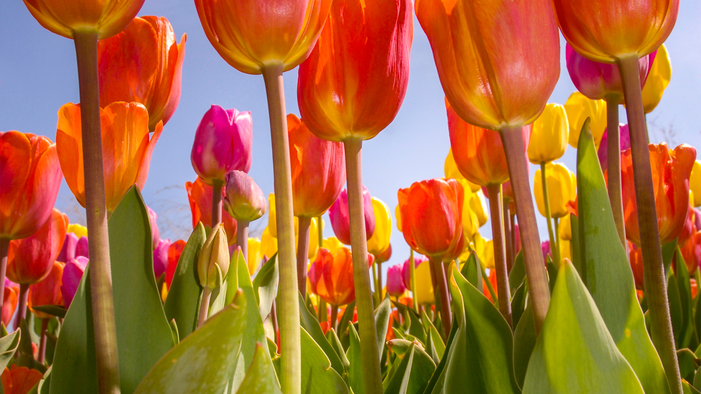 The Secret to Long-Lasting Tulips | Chicago Botanic Garden, image size:1400x787