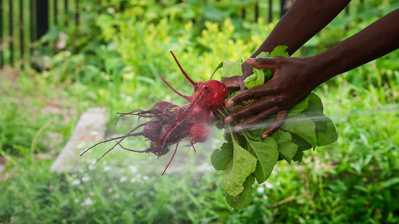 Windy City Harvest Programs