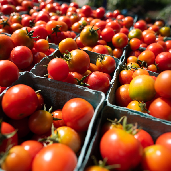 tomatoes