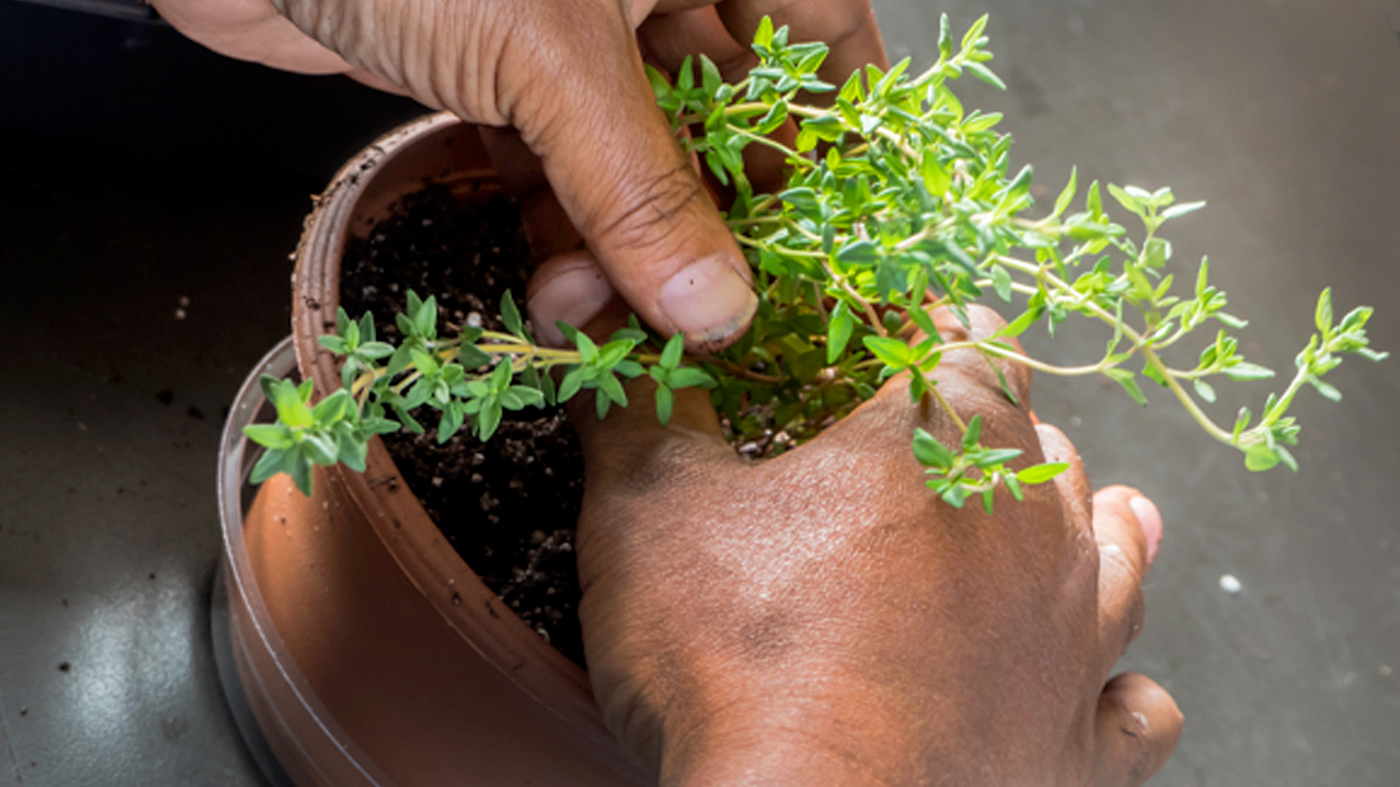 Windy City Harvest Therapeutic Horticulture Workshops