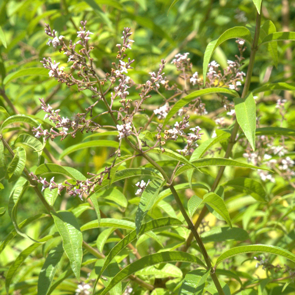 Lemon verbena (Aloysia triphylla)