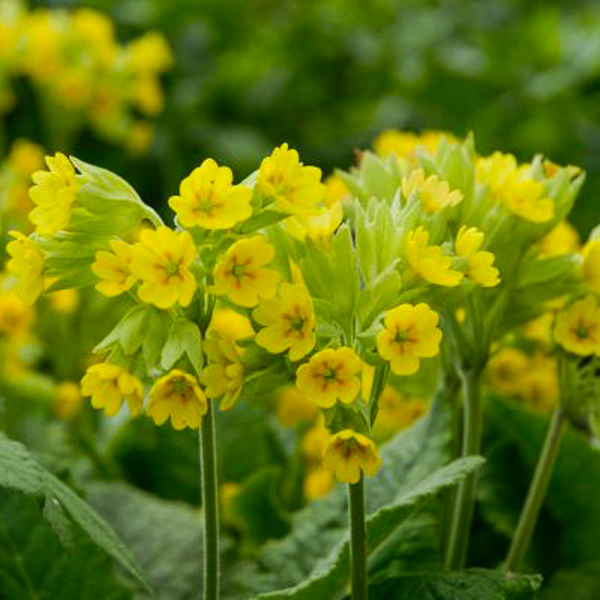 cowslip