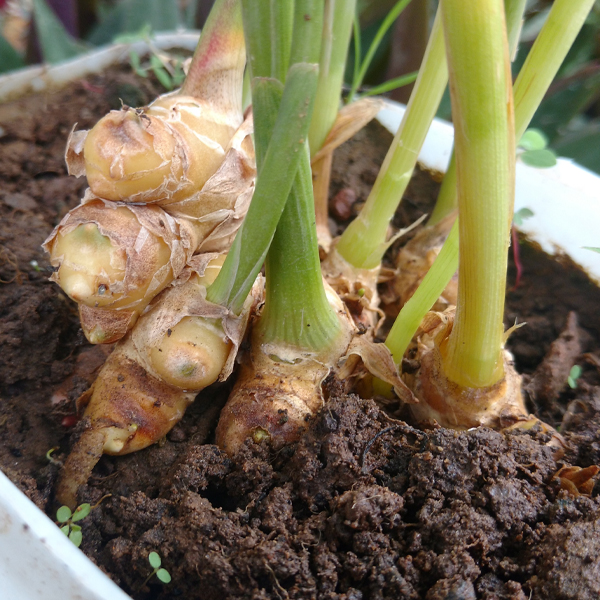 Ginger (Zingiber officinalis)