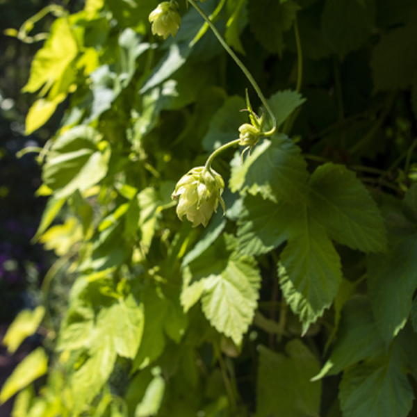 hops