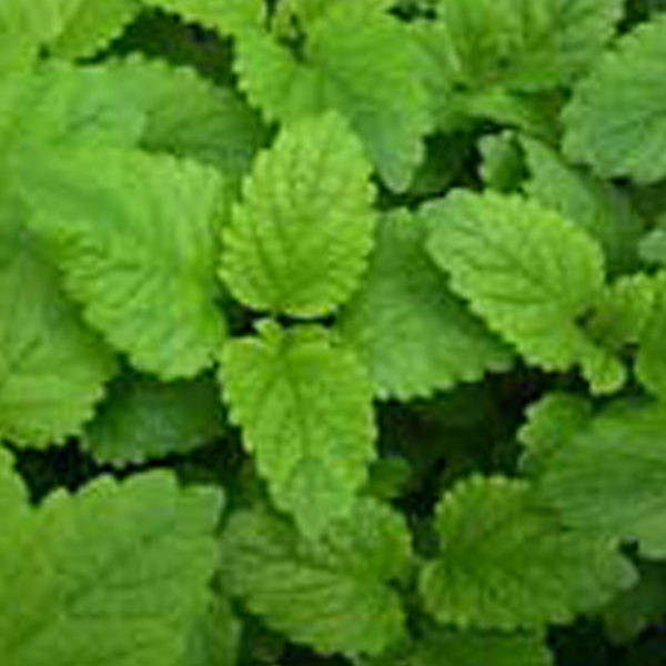 lemon balm