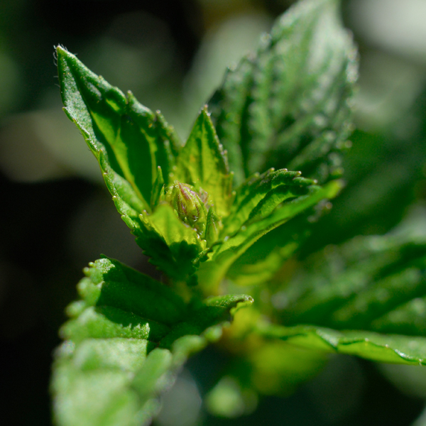 Peppermint