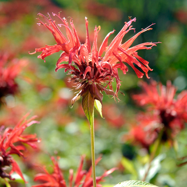 wild bergamot