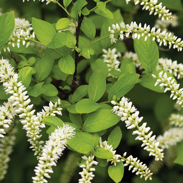 Henry's garnet sweetspire (Itea virginica 'Henry's Garnet').