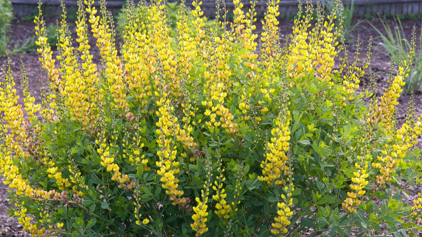 baptisia solar flare