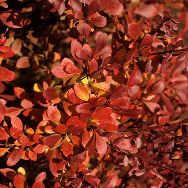 Crimson pygmy barberry 