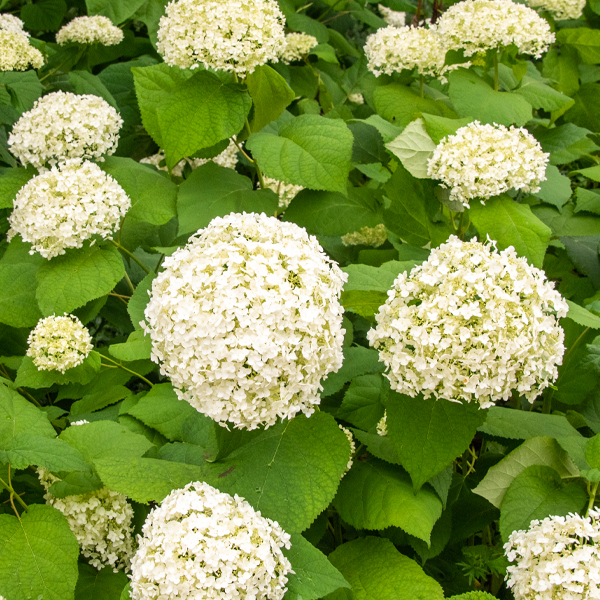 Annabelle hydrangea (Hydrangea arborescens 'Annabelle')