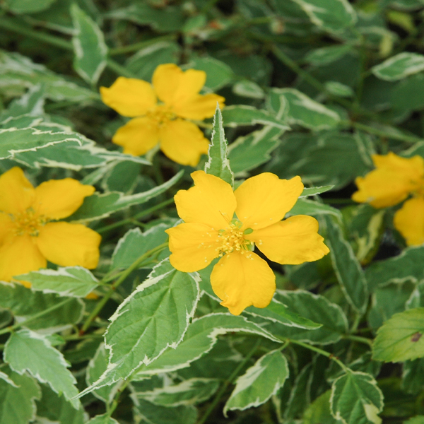 Kerria 'Picta'