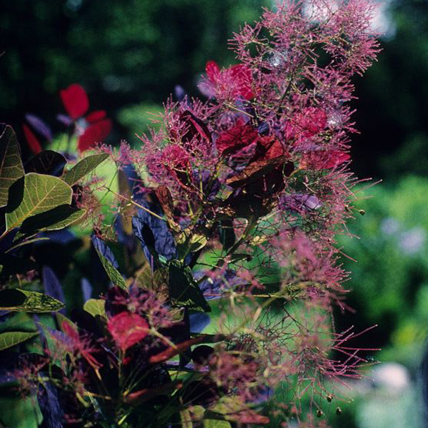 purple smokebush